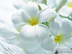 清新淡雅的浴室擺設(shè)特寫(xiě)其它裝修圖片
